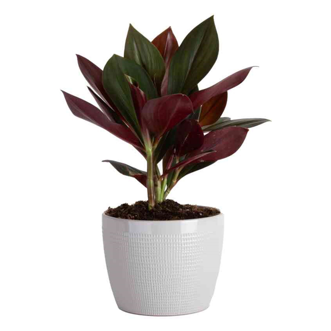 Costa Nursery Interior Plant Costus Erythrophyllus - 6-in Pot