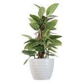 Costa Nursery Interior Plant Monstera Green Galaxy - 6-in Decorative Pot and Stake