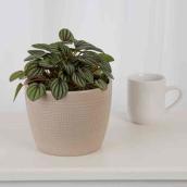 Costa Nursery Interior Plant Peperomia Piccolo Banda - 6-in Pot