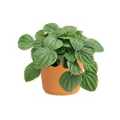 Costa Nursery Interior Plant Peperomia Rana Verde - 6-in Pot