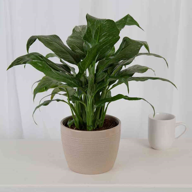 Costa Nursery Interior Plant Spathiphyllum Jet Diamond - 6-in pot