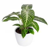 Costa Nursery Interior Plant Xanthosoma Magnificum - 6-in Pot