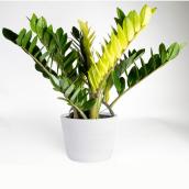 Costa Nursery Interior Plant Zamioculcas Chameleon - 6-in Pot