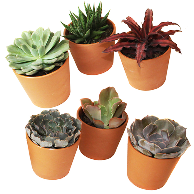 Costa Nursery Assorted Succulent in 4-in Pot