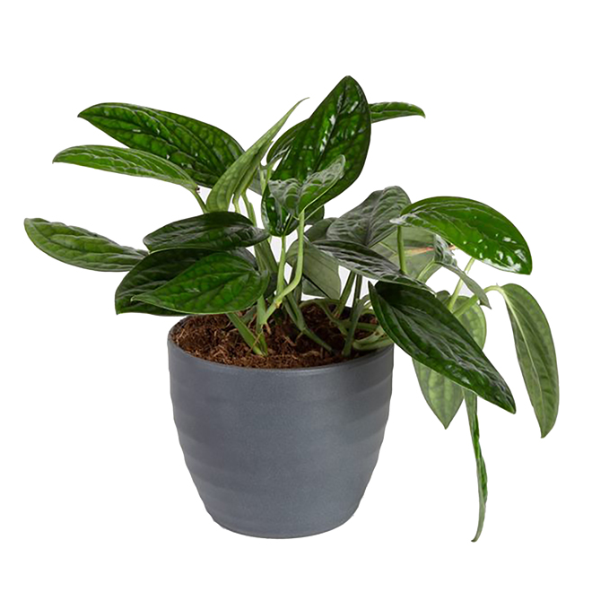 Trending Tropical Assorted Golden Pothos in 8-in Decorative Pot