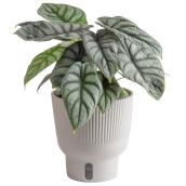 Plante tropicale Alocasia Silver Dragon Costa Farms en pot décoratif 6 po