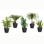 Costa Nursery Plant in Ceramic 6-in Pot