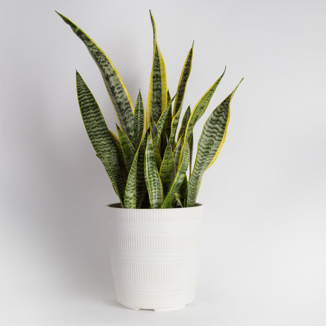 6in Sansevieria Assortment in Ceramic Upgrade