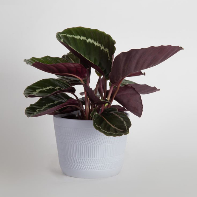 6in Calathea Assortment in Ceramic Upgrade