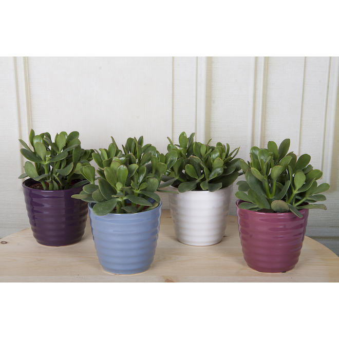 Costa Nursery Jade Plant - 6-in Cermamic Pot