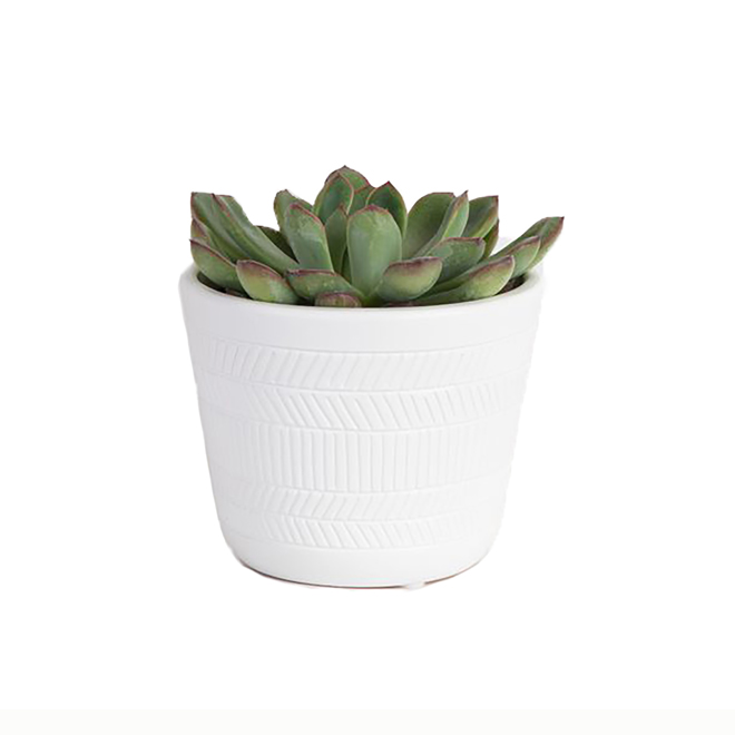 Costa Nursery Assorted Two-Tone Succulent Plants in Ceramic Pot