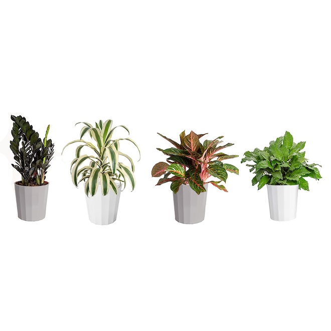 Costa Nursery Tropical Assorted Plants in 10-in Decorative Pot