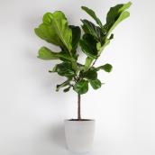 Costa Nursery Ficus Lyrata in 10-in Pot