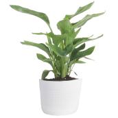 Costa Nursery Orange Bird Plant - 6-in Cermamic Pot