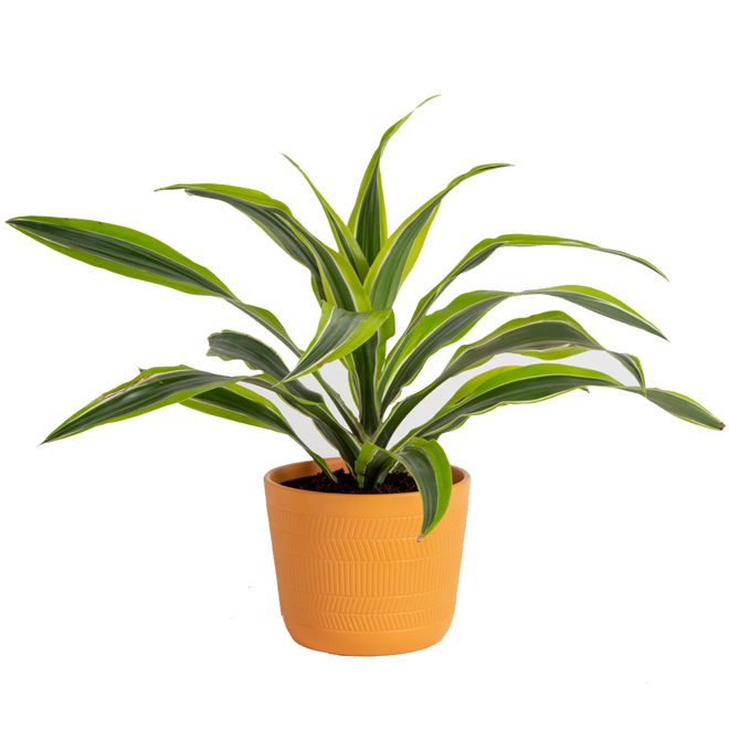 Costa Nursery Dracaena Lime Plant - 6-in Ceramic Pot