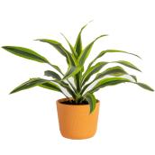 Plante Dracaena Lime par Costa Nursery en pot en céramique 6 po