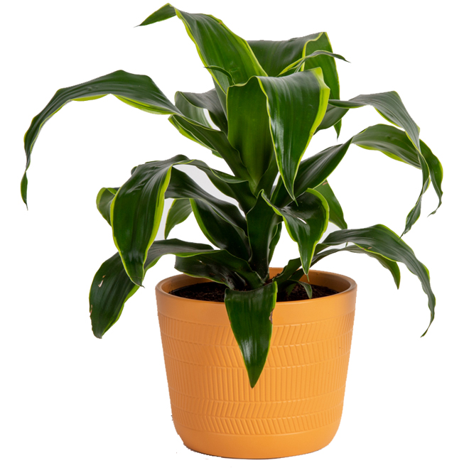 Costa Nursery Dracaena Art Plant - 6-in Ceramic Pot