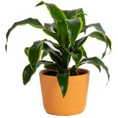 Plante Dracaena Art par Costa Nursery en pot en céramique 6 po