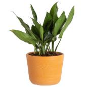 6in Aglaonema Asst en céramique