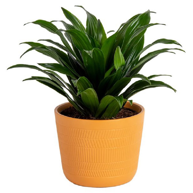 Costa Nursery Dracaena Plant - 6-in Ceramic Pot - Yellow