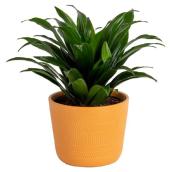 Plante Dracaena par Costa Nursery en pot en céramique 6 po, jaune