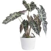 Costa Nursery Alocasia Polly Plant - 6-in Ceramic Pot