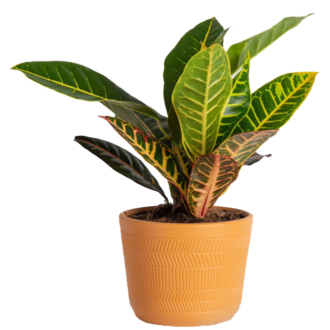 Plante Codiaeum par Costa Nursery en pot en céramique 6 po
