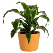 Costa Nursery Dracaena Dorado Plant - 6-in Ceramic Pot