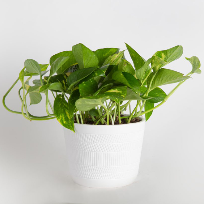 Golden Pothos in 6-in Ceramic Pot - Assorted