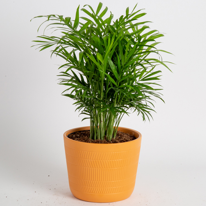 Costa Nursery Neanthebella Plant - 6-in Ceramic Pot