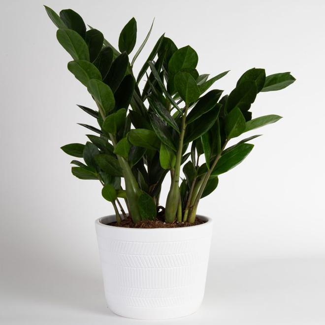 Costa Nursery Zamioculcas Plant - 6-in Ceramic Pot