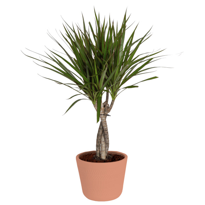 Costa Nursery Marginata Braid Plant - 6-in Ceramic Pot