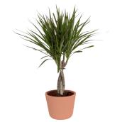 Plante Marginata Braid par Costa Nursery en pot en céramique 6 po