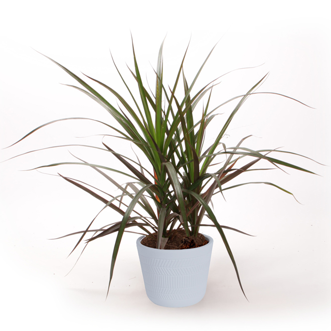 Costa Nursery Marginata Bush Plant - 6-in Ceramic Pot