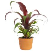 Plante Pitcairnia Sang par Costa Nursery en pot en céramique 6 po