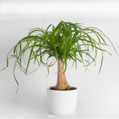 Ponytail Palm in 6-in Ceramic Pot - Assorted