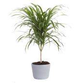 Costa Nursery Anita Standard Plant - 6-in Ceramic Pot