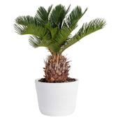 Costa Nursery Cycas Sago Plant - 6-in Ceramic Pot