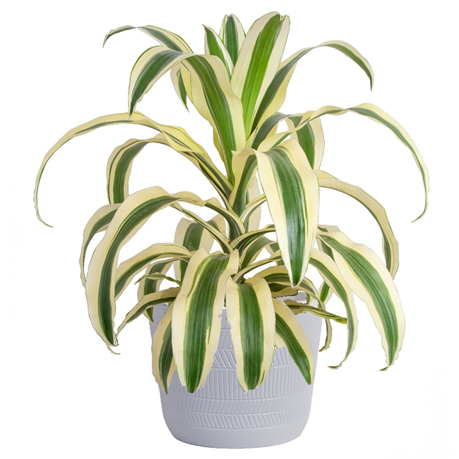 multi tiered indoor plant stands Multi-Tiered Plant Stand, 11 Potted Plant Shelf Flower Stands