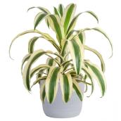 Costa Nursery Dracaena Aspen Plant - 6-in Ceramic Pot