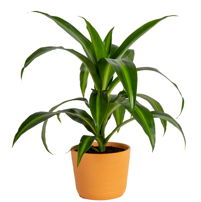 Dracaena Hawaiian Sunshine 6-in Ceramic Pot - Assorted