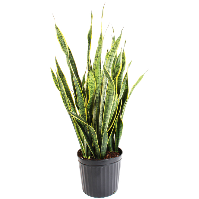 Costa Nursery Assorted Tropical Plant in 12-in Pot