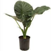 Costa Nursery Alocasia Tropical Plant in 10-in Pot