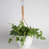 Exotic Angel 7-in White Ceramic Hanging Basket with Plant