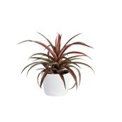 Costa Nursery Anana Starburst Plant - 6-in Ceramic Pot