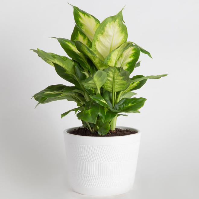 Dieffenbachia Aurea in 6-in Ceramic Pot - Assorted