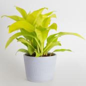 Costa Nursery Assorted Philodendron Plant - 6-in Ceramic Pot