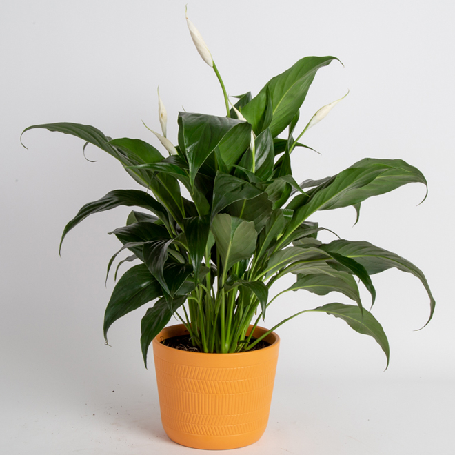 Costa Nursery Spathiphyllum Plant - 6-in Ceramic Pot