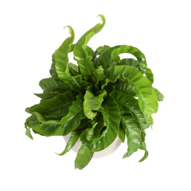 Trending Tropical Asplenium Fern 6-in - Ceramic Pot