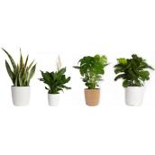 Foliage Assorted Plant 6-in